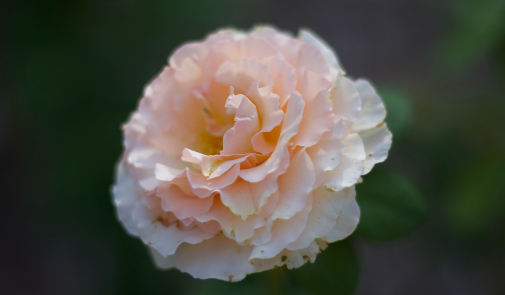 close up of a flower